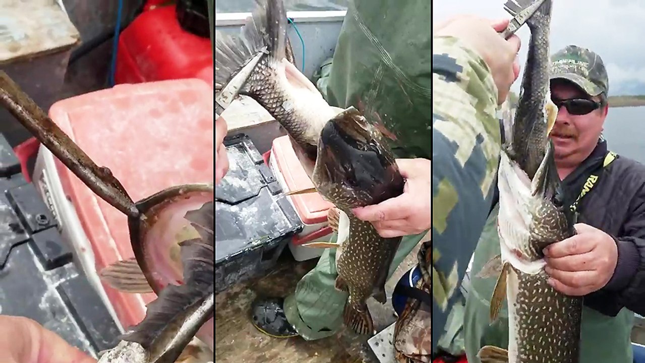 Un poisson a un poisson dans la gueule