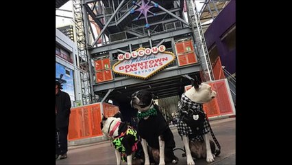 LuckyPup Dog Training - (702) 359-3118