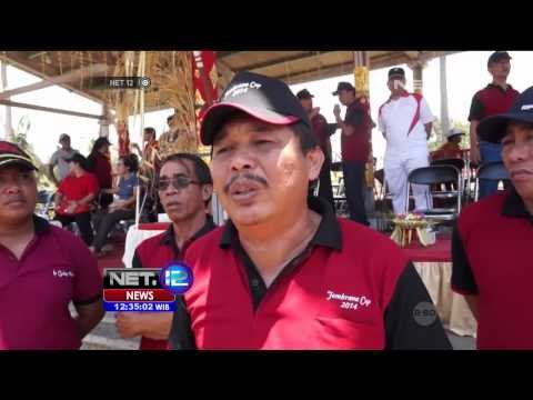Ratusan warga antusias saksikan Tradisi Makepung di Jembrana - NET12