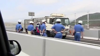 Des cochons sèment la panique sur une autoroute de chine