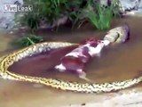 Cet anaconda a eu les yeux plus gros que le ventre et va vomir... une vache