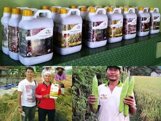 0812-2400-2400 (TSEL ),Obat Tanaman Pepaya