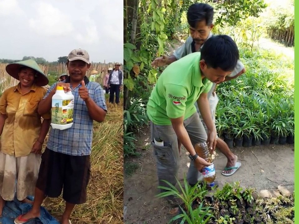 0812-2400-2400 (TSEL ),Obat Kelapa Sawit
