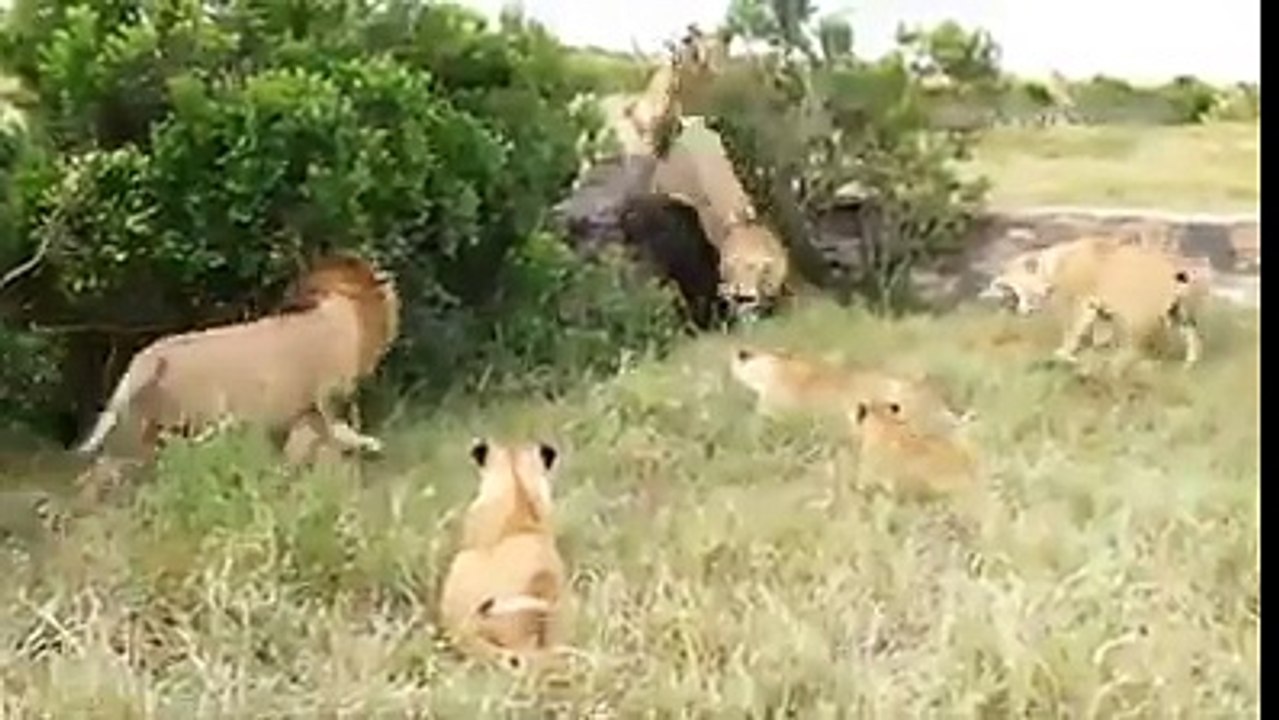 Luật rừng rậm, dù mạnh mẽ mà 1 mình cũng không thể sống và tồn tại