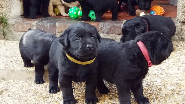 Chiots Labradors des Ganches de la Loire