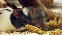 Rats qui mangent comme des affamés