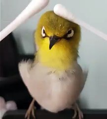Cute bird relaxing turns into fun