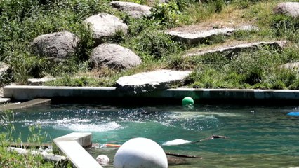 L'oursonne Nanuq du Zoo Mulhouse a 7 mois