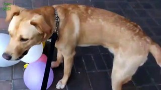 Funny Dogs - Try Not To Laugh Chall