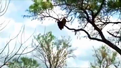 A lion on a Tree Catching a bird