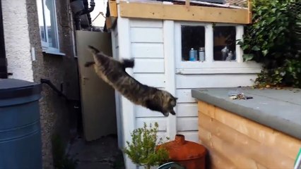 لما القطط تحاول تقفز