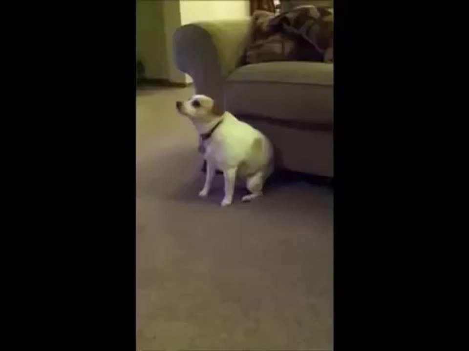 pet dancing