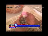 Seekor induk harimau Manchuria melahirkan 5 ekor bayi - NET5