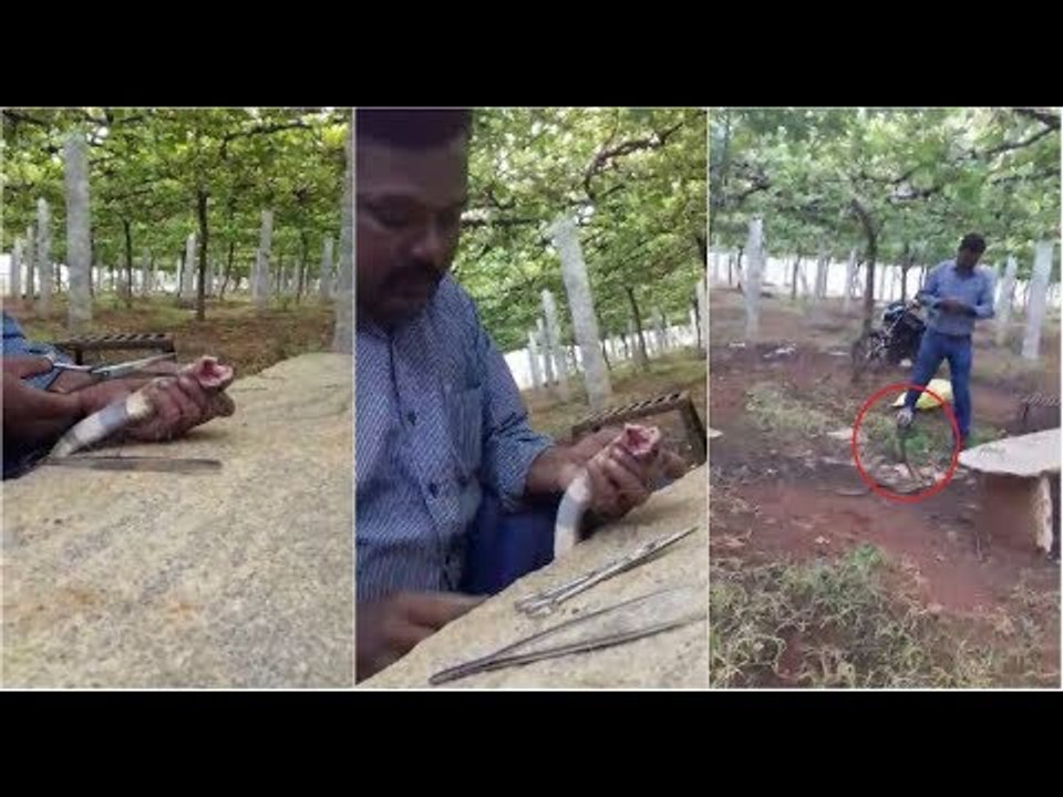 Cobra Bites Snake Expert Who Rescued It While Being Stuck In A Net