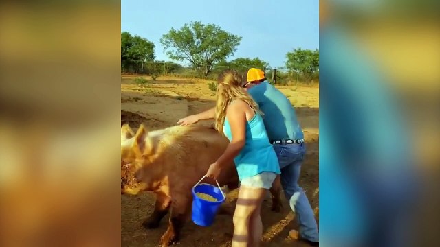 Cet homme n'aurait pas dû monter sur ce gros cochon !