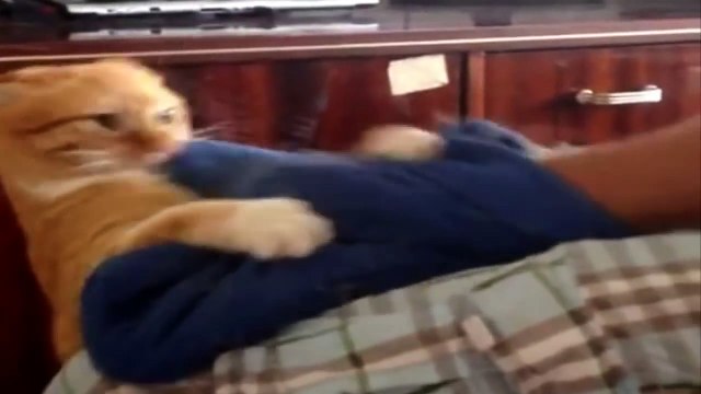 Кот псих..Cat crazy attacked a man, look to the end ...