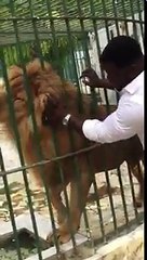 Eumeu séné et le lion