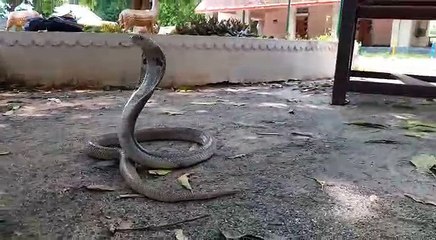 Rare Cobra Have Two Legs Found In Kothagudem The Snake Not Found In Recent Times