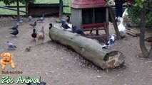 Real Duck Chickens Goose Pigeon Swan in farm animals - Farm Anim