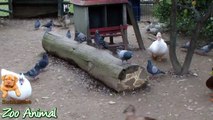 Real Duck Chickens Goose Pigeon Swan in farm an