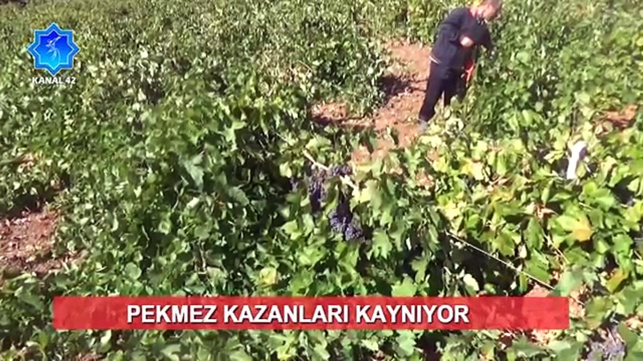 Pekmez Kazanları Kaynıyor | Kanal 42 Haber Merkezi
