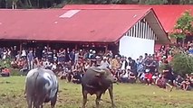 Y búfalo étnico lucha grupos tribus Indonesia toraja funeral |