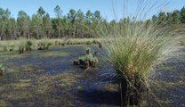 Les collégiens à la découverte des lagunes des Landes