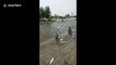 Fish jump onto pier as if trying to kill themselves