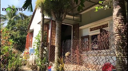 Cận cảnh Cây cau quái vật 6 ngọn, 2 buồng - Dân Việt