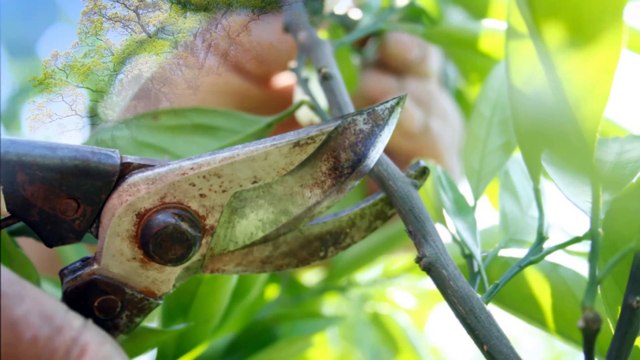 New Image Tree Services and Greenhouse - (269) 262-0650