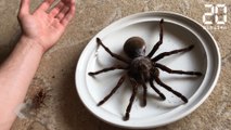 L'araignée la plus grosse du monde ? - Le Rewind du lundi 19 Juin 2017