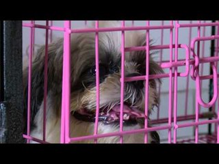 Agenda Tempat Penitipan Hewan Jelang Liburan - NET5