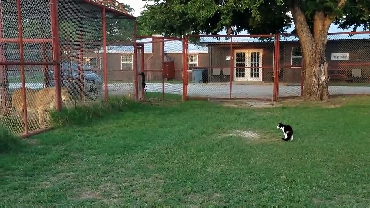 Ce chat est un gros dur, il n'a pas peur du lion