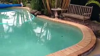 Snake attacking on lizard in a swimming pool in Australia - Lizard miraculously safe Amazing Video
