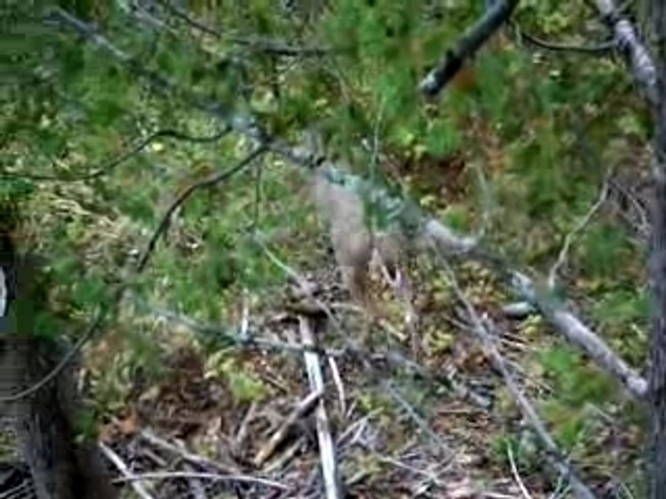 Doe and Fawn at Swamp
