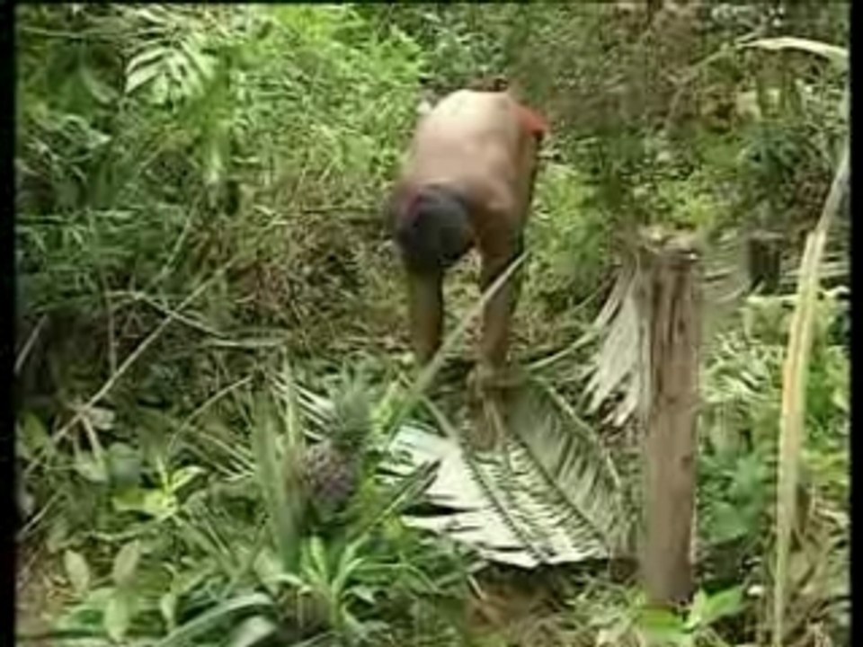 Géopolis : Guyane
