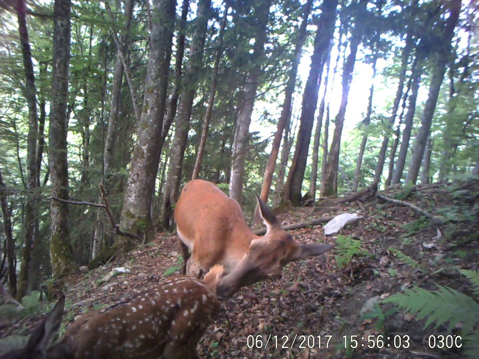 2017_cerf_biche_faon1