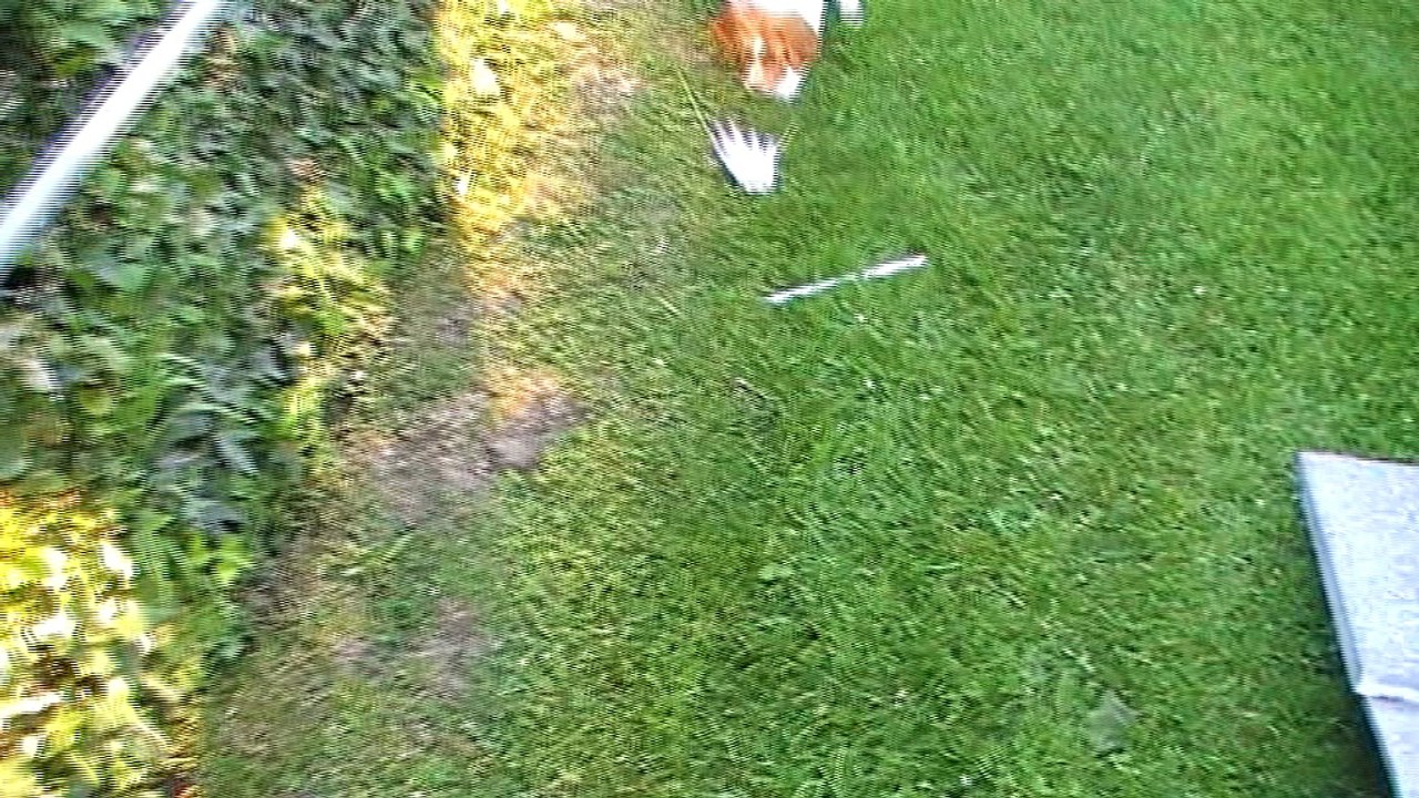 Mâle 6 Vert  Portée  2017  Eskenn x Boy  6 semaines  -