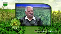 Haldi Ki Kheti(हल्दी की खेती) In Baatein Kheti Ki On Green TV
