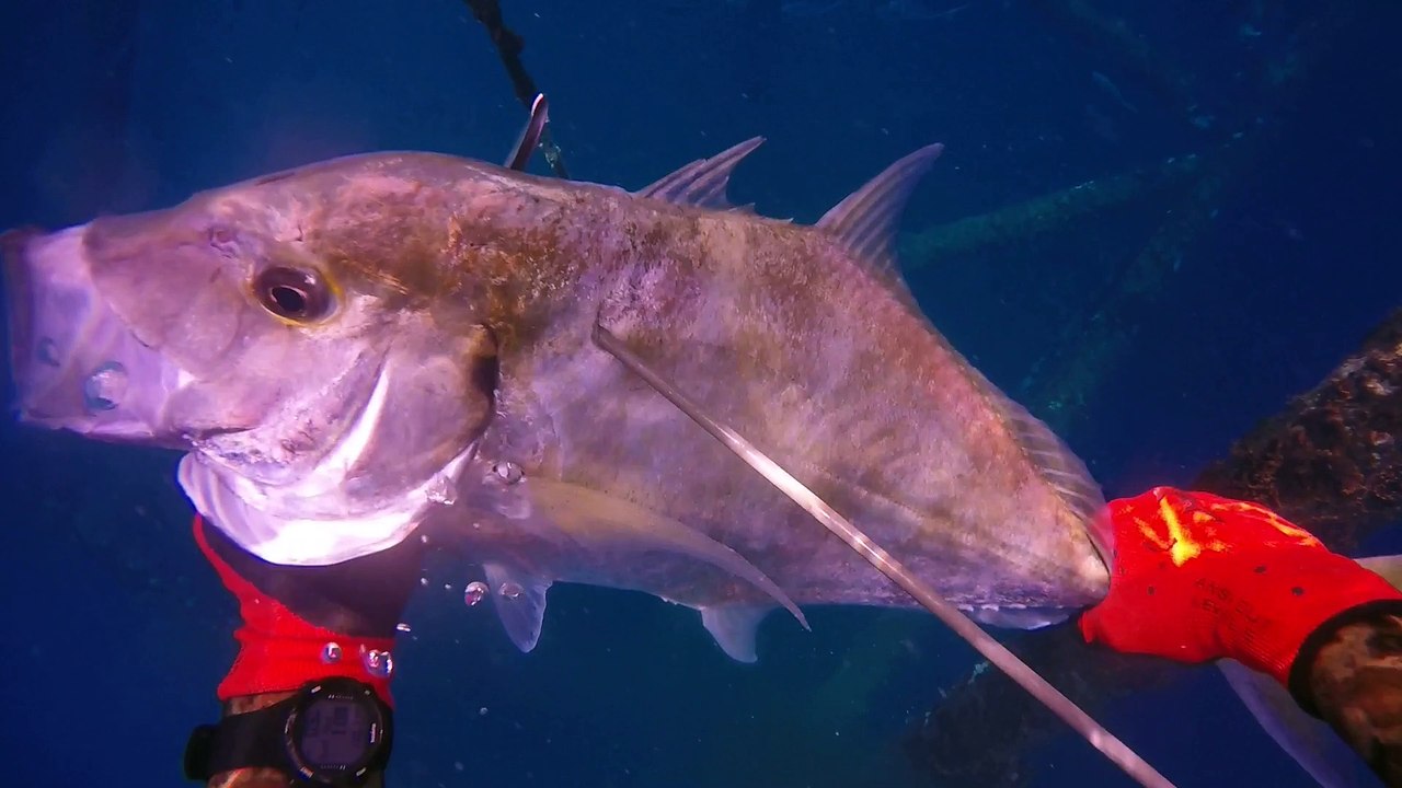 Spearfishing Kuwait 2017
