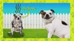 125 Pet Rescues National Geographic Books