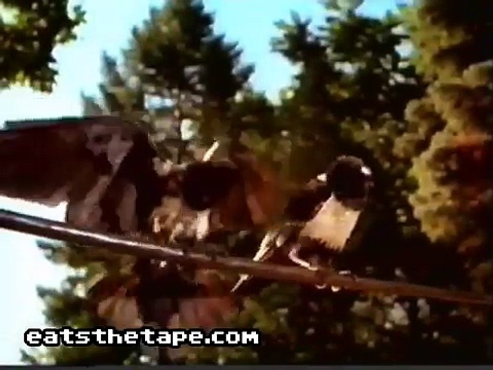 Windex Talking Birds Television Commercial 2001