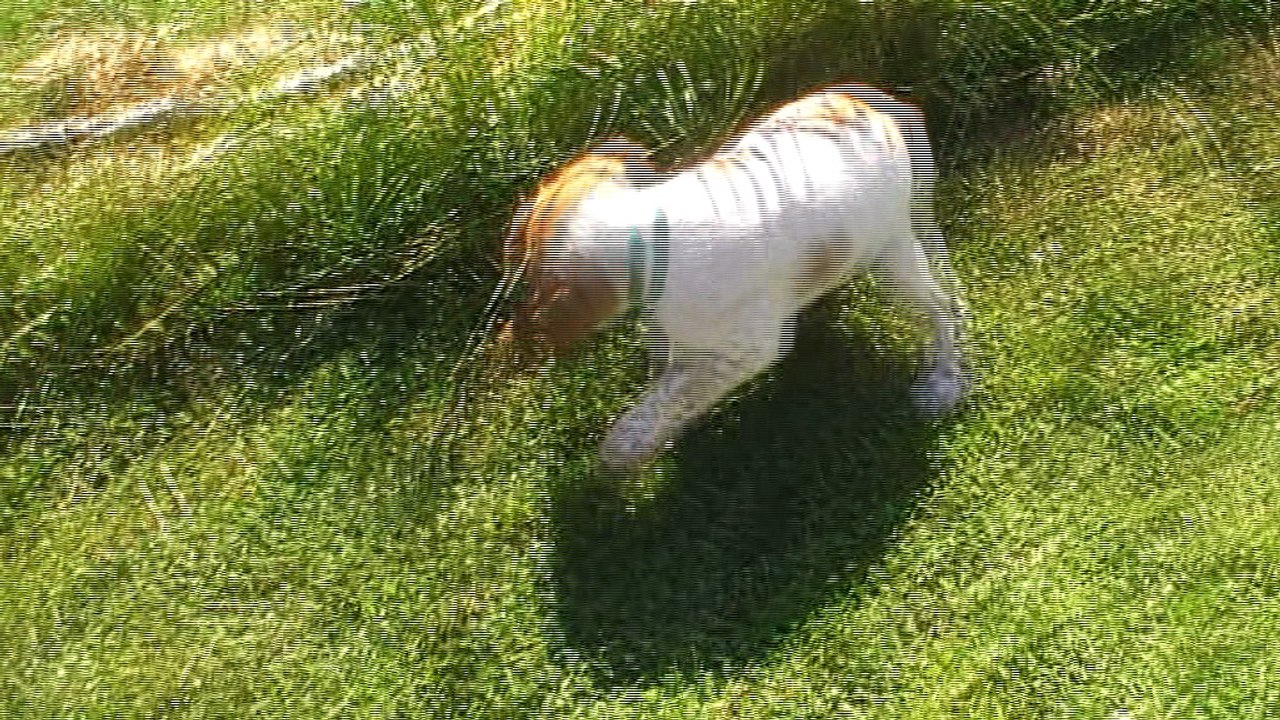 Mâle 6   Portée 2017 - Eskenn X Boy   6 semaines