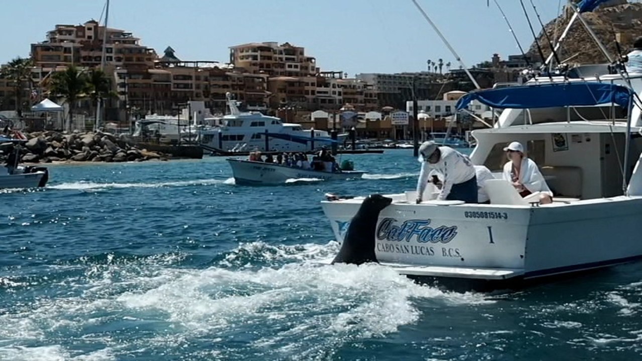 baleines à bosse otaries pélicans cabo san lucas