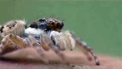 Jumping spider
