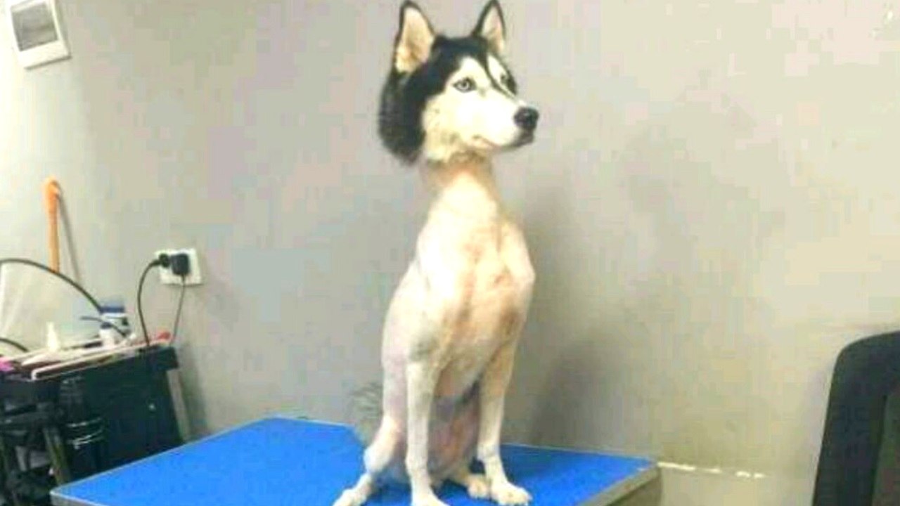 25 Examples of Extreme Dog Grooming - Monkeys Spinning Monkeys
