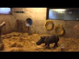 Bayi badak pertama setelah 35 tahun di Kebun Binatang Kopenhagen - NET5