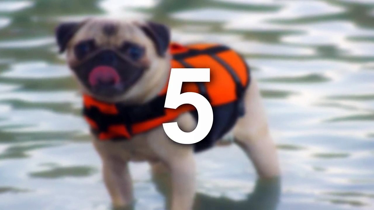 5 Mascotas Que Salvaron La Vida De Sus Dueños