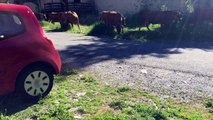 Première sortie 2017 des vaches de Fifi devant la maison !