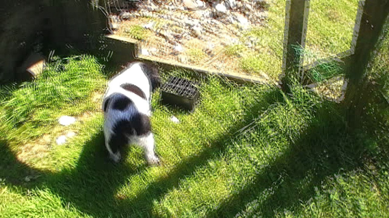 Mâle 5  portée  2017 - Eskenn X Boy   6 semaines